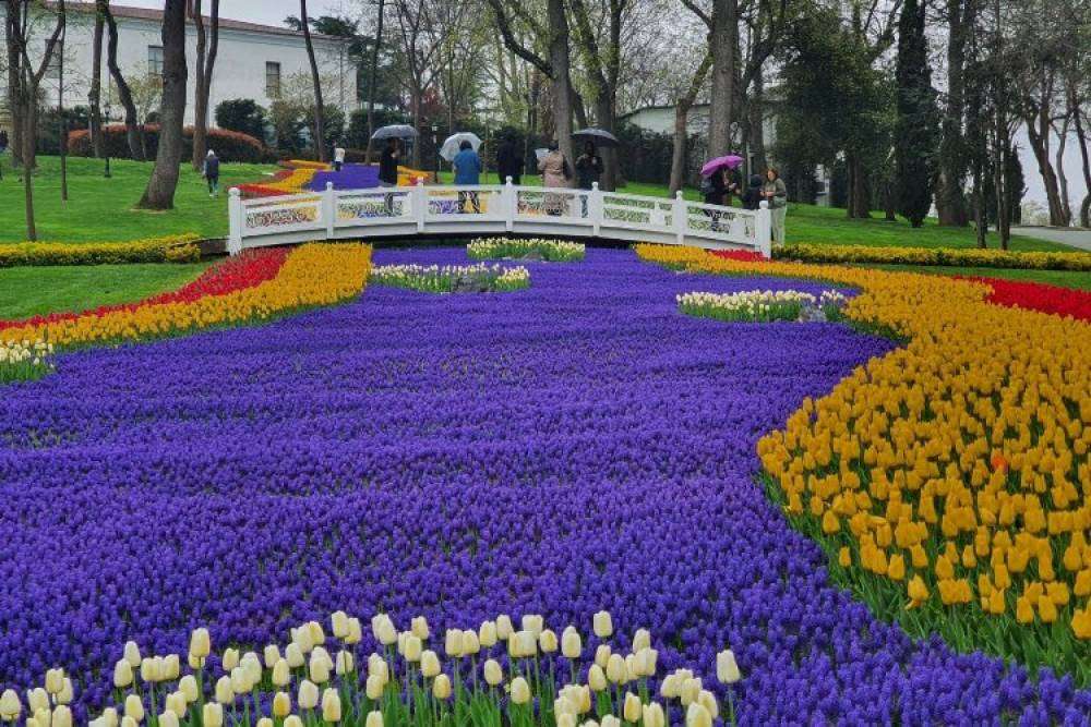 İstanbul'da lale bayramı başlıyor